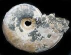 Iridescent Sublunduloceras Ammonite Fossil - Russia #34600-1